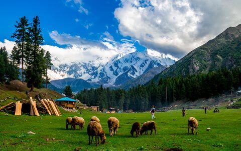 Fairy Meadows